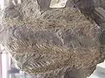 Lepidodendron lycopodioides