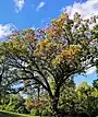 The Linden Oak Tree 2020