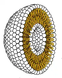 Image 62Cross-section through a liposome (from History of Earth)