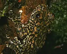 Image 14Torrent treefrogLitoria nannotisHylidaeAustralia (from Torrent frog)