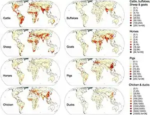 Image 36Global distribution data for cattle, buffaloes, horses, sheep, goats, pigs, chickens and ducks in 2010 (from Livestock)