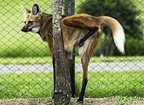 Maned wolf (Chrysocyon brachyurus)