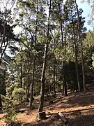 Lone Pine tree (Pinus brutia) at the Victorian School of Forestry (Creswick). Planted 1975. Crown broken in about 1976.