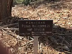 Lone Pine tree (Pinus brutia) at the Victorian School of Forestry (Creswick). Planted 1975. Pinus brutia was once considered a sub species of Pinus halipensis but is now considered by botanists to a be a species in its own right.