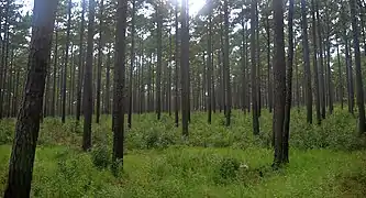 Longleaf pine (Pinus palustris), Sam Houston National Forest, Walker County, Texas (September 2020)