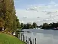 Image 49The lower end of the Staines-upon-Thames reach of the Thames, showing typical trees of the next reach and Penton Hook Island, a small nature reserve. (from Portal:Surrey/Selected pictures)