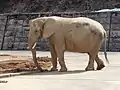 African bush elephant