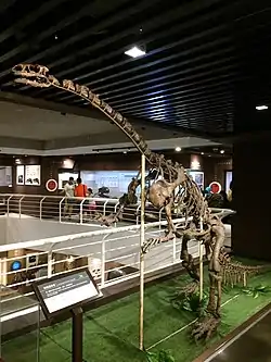 The holotype specimen of Lufengosaurus, the first fossil found in China, mounted at the museum.