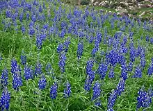 Carpets of blue Lupinus pilosus in Israel