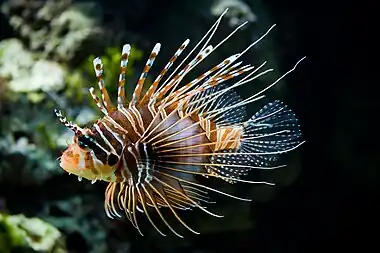 Image 4PteroisPhoto credit: Christian MehlführerBroadbarred firefish (Pterois antennata) in Schönbrunn Zoo, Vienna, Austria. Pterois is a genus of marine fish found mostly in the Indo-Pacific. Scorpionfish is another common name of Pterois, as its spines are venomous.More selected pictures