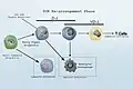 Revised Lineage Myelo-lymphoid flowchart.