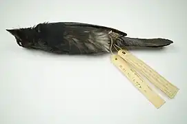 Maroon-breasted Philentoma in the collections of World Museum.