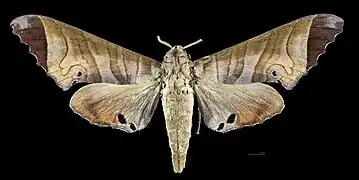 Female dorsal