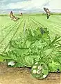 Mary Foley Benson, Autographa californica on lettuce, 1966