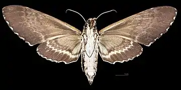 Female ventral