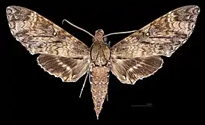Male dorsal