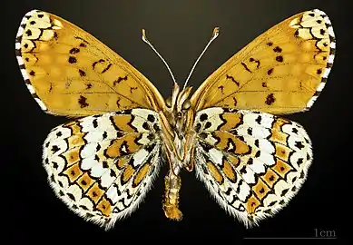 Underside