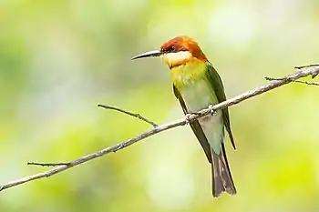 Image 6Chestnut-headed Bee-eaterPhoto: JJ HarrisonThe Chestnut-headed Bee-eater (Merops leschenaulti) is a bird found in South and Southeast Asia. Averaging 18–20 centimetres (7.1–7.9 in) in length, the bird prefers eating insects such as bees.More selected pictures