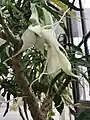 Brugmansia x candida var. ‘Culebra’, Kew gardens