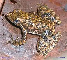 Image 2Black torrent frog Micrixalus saxicolaRanidaeIndia (from Torrent frog)