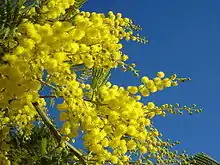 Image 33Yellow mimosa is the symbol of IWD in Italy, Russia, Ukraine and in many others ex Soviet Union republics (from International Women's Day)