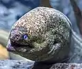 A moray eel ( Muraenidae) at Audubon Aquarium