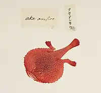 Starry handfish (Halieutaea stellata), a batfish
