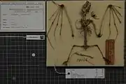 A bat skeleton