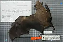 A brown bat with dark brown wings