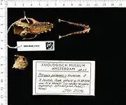 A bat skull overturned with all the teeth crowns showing