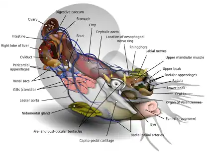 Image 7Nautilus diagramDiagram: K.D. SchroederAnatomical diagram of an adult female chambered nautilus, the best known species of nautilus, a "living fossil" related to the octopuses.  The animal has a primitive brain that forms a ring around its oesophagus, has four gills (all other cephalopods have only two), and can only move shell-first (seemingly "backwards") by pumping water out through its funnel.  The shell and tentacles are shown here as shadows.More selected pictures