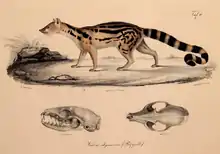 Drawing of brown and black viverrid