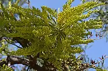 Nuytsia floribunda 2015-10-19