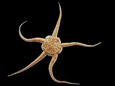 Image 8Brittle starCredit: Hans HillewaertBrittle stars, serpent stars, or ophiuroids (from Latin  ophiurus 'brittle star'; from Ancient Greek  ὄφις (óphis) 'serpent', and  οὐρά (ourá) 'tail'; referring to the serpent-like arms of the brittle star) are echinoderms in the class Ophiuroidea, closely related to starfish. They crawl across the sea floor using their flexible arms for locomotion. The ophiuroids generally have five long, slender, whip-like arms which may reach up to 60 cm (24 in) in length on the largest specimens. (Full article...)More selected pictures
