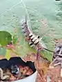 Larva on brinjal
