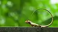 Image 2The oriental garden lizard, eastern garden lizard or changeable lizard (Calotes versicolor) is an agamid lizard found widely distributed in Asia. The pictured specimen was photographed at National Botanical Gardens, Dhaka.Photo Credit: Azim Khan Ronnie