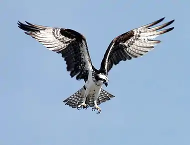 Image 4OspreyPhoto credit: NASAThe Osprey (Pandion haliaetus) is a medium large raptor which is a specialist fish-eater with a worldwide distribution. It is often known by other colloquial names such as Fish Hawk, Sea Hawk or Fish Eagle.The Osprey is particularly well adapted to its diet, with reversible outer toes, closable nostrils to keep out water during dives, and backwards facing scales on the talons which act as barbs to help catch fish.More selected pictures