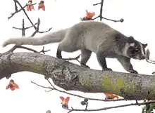 The masked palm civet (Paguma larvata) is thought to have been the source of SARS coronavirus