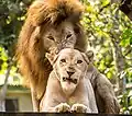 Image 10Two lions at El Salvador's national zoo