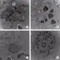 Parasitism and the Vitelline Membrane