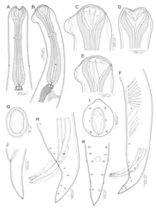 Cucullanus bulbosus (Nematoda, Cucullanidae)