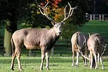 Three brown cervids