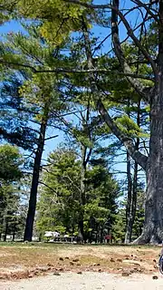 Picnic grove amid tall trees