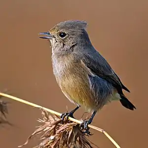 Image 11Pied bush chatPhotograph credit: Charles James SharpThe pied bush chat (Saxicola caprata) is a small passerine bird widely distributed in Asia. The males are black with white shoulder and vent patches, while the females are predominantly brownish. This species is insectivorous, and like other chats hunts from a prominent low perch. This female pied bush chat was photographed in Pench National Park, India.More selected pictures