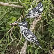 female C. r. rudis eating chickKazinga Channel, Uganda