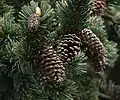 Cones