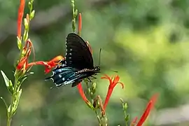 Pipevine Swallowtail Butterfly
