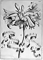 Narcissus indicus Liliaceus diluto colore purpurascens from Flora, seu de florum cultura (1646)