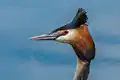 Podiceps Cristatus, Sweden 2015