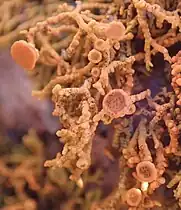 light reddish, multiply branched structure with variably-sized circular discs at the ends of some branches